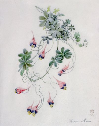 Piezas de flores de Marie Anne